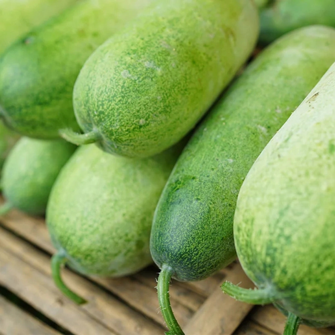 Organic Ash Gourd (Kohala)