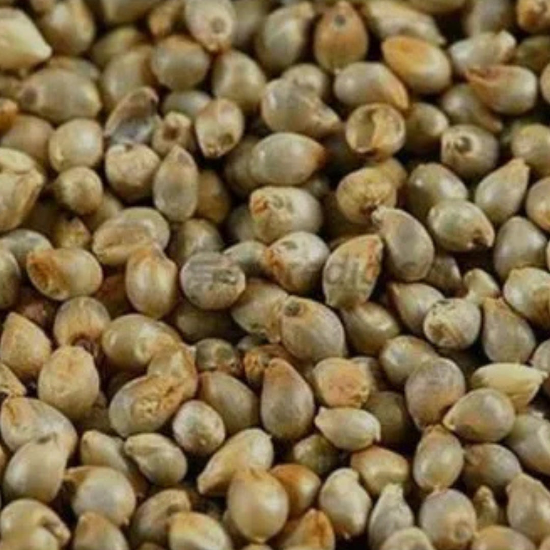 Organic Bajari (Pearl Millet)