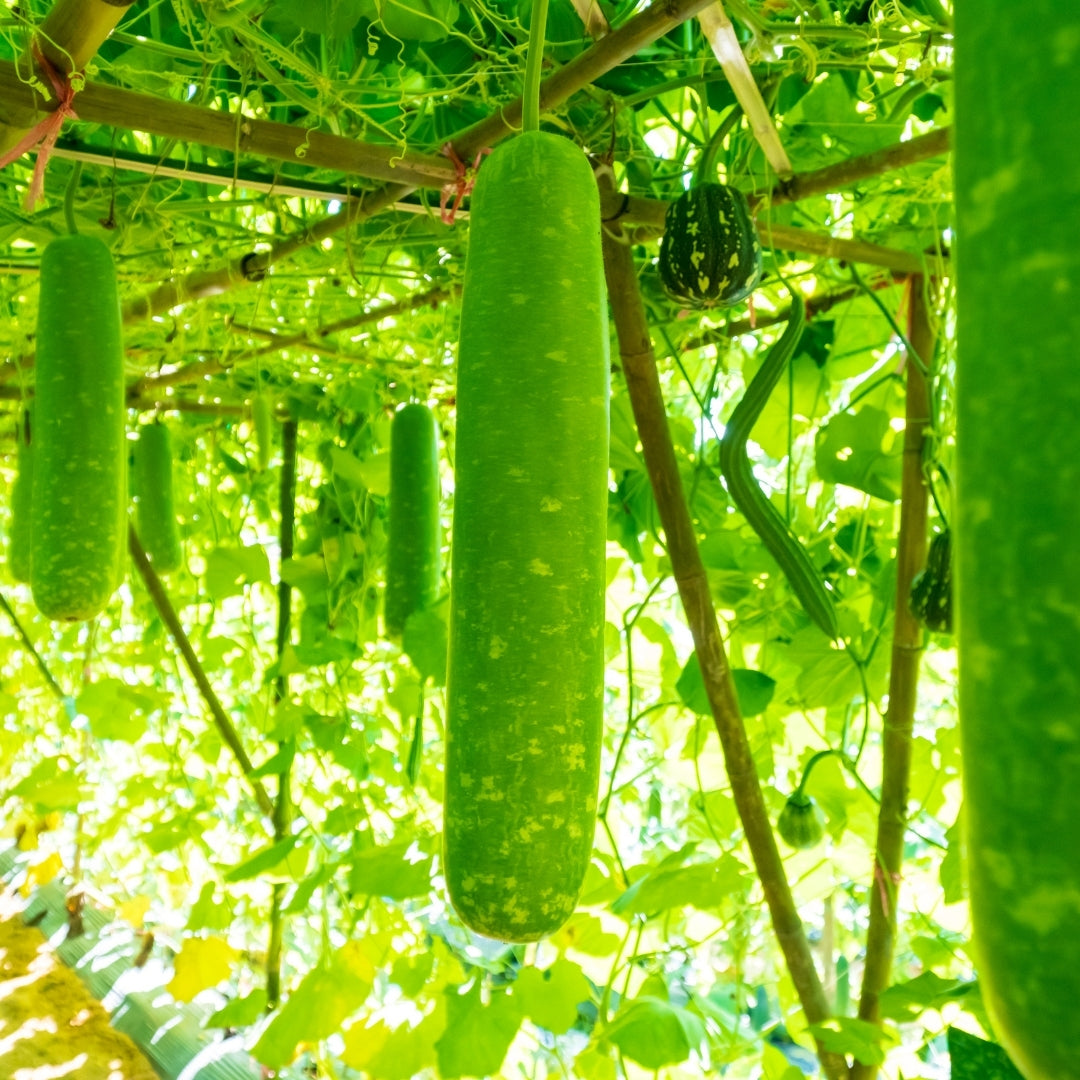 Organic Bottle Gourd (Dudhi)