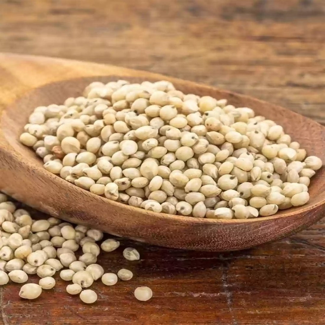 Organic Jowar (Sorghum)
