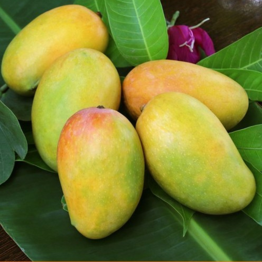 Organic Kesar Mango
