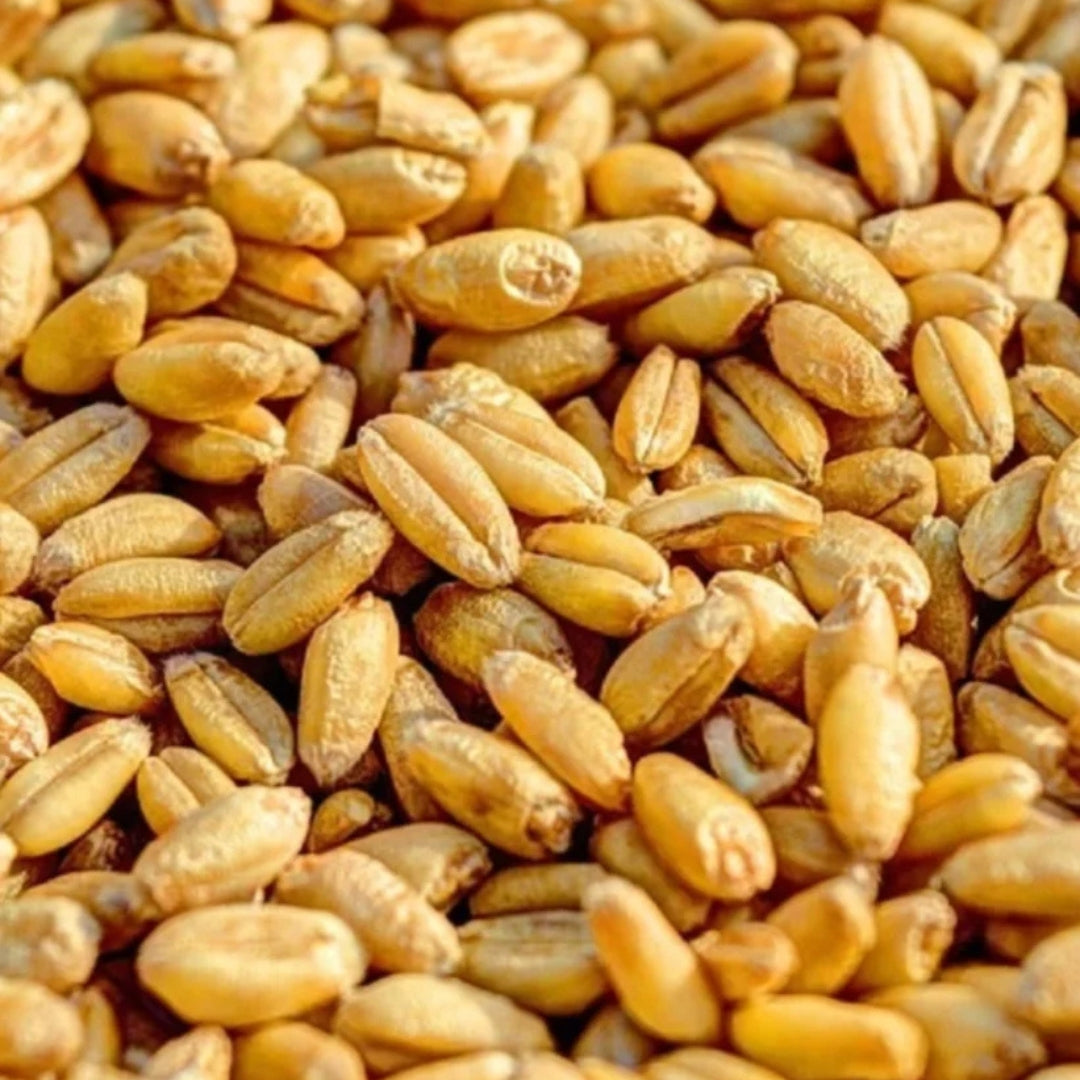 Organic Sivor Wheat