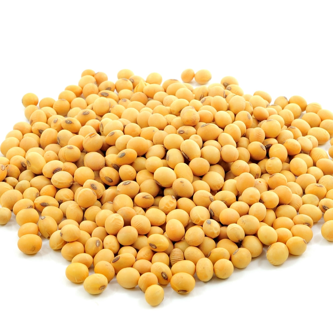 Organic Soybean Seeds