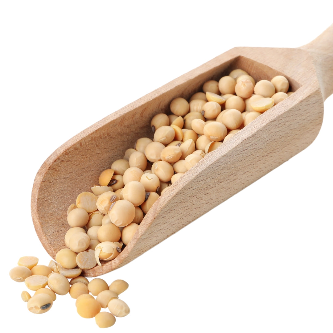 Organic Soybean Seeds