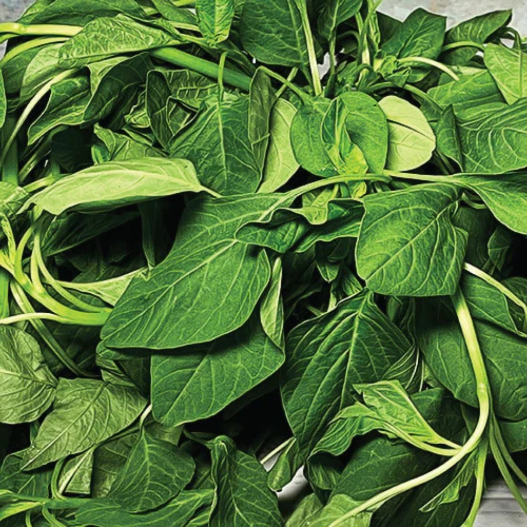 Fresh organic amaranth greens with vibrant green leaves ready for salads and cooking