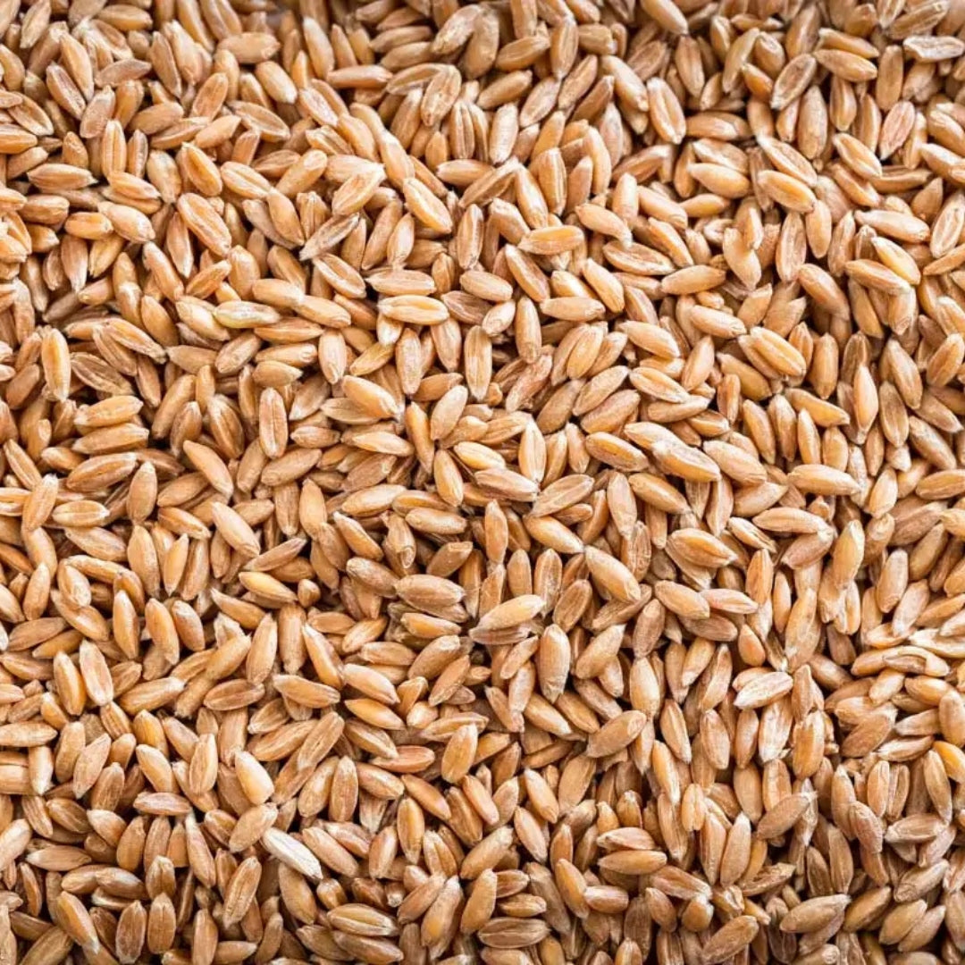 Organic khapali ghau grains in bulk showcasing their natural golden color and texture