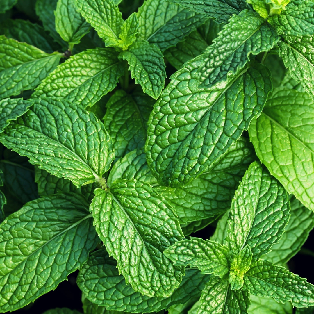 Fresh organic mint leaves showcasing vibrant green color and rich texture for culinary use