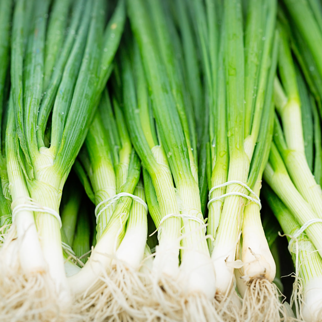 Fresh organic spring onion with vibrant green tops and fresh white roots from My Store