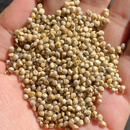 Organic Bajari (Pearl Millet)