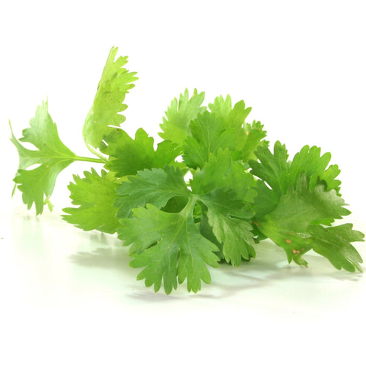 Organic Coriander (Kothimbir)