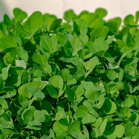 Organic Fenugreek Leaves (Methi)