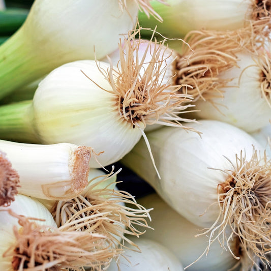 Organic Spring Onion (Kandapath)