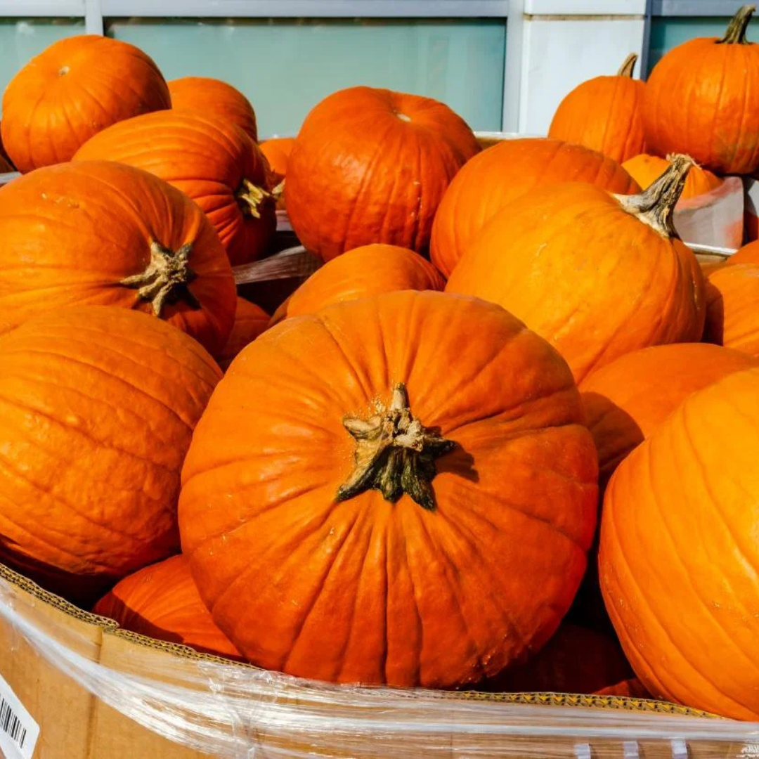 Organic Lal Bhopala (Red Pumpkin)