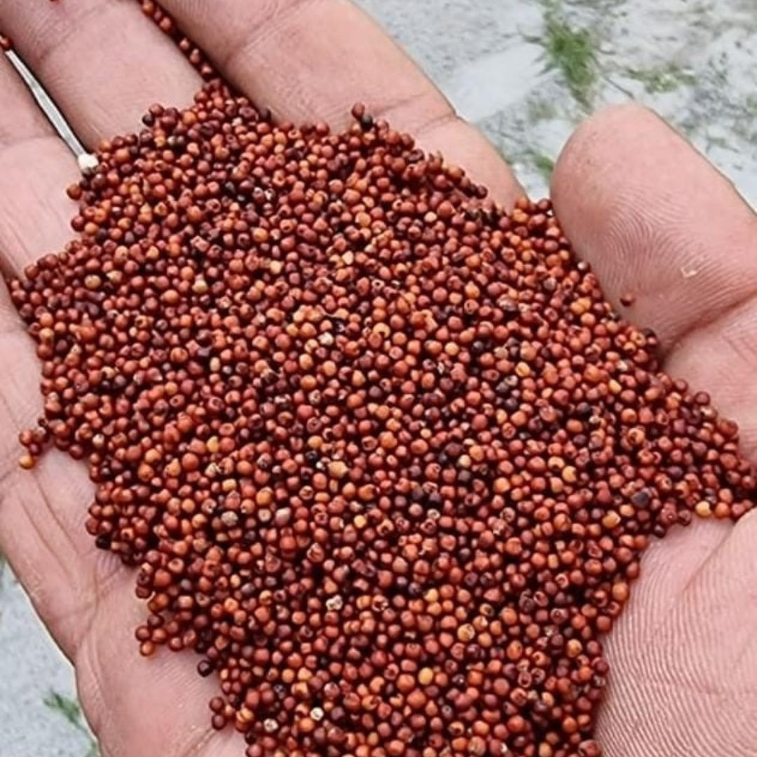 Organic Nachni (Finger Millet/Ragi)