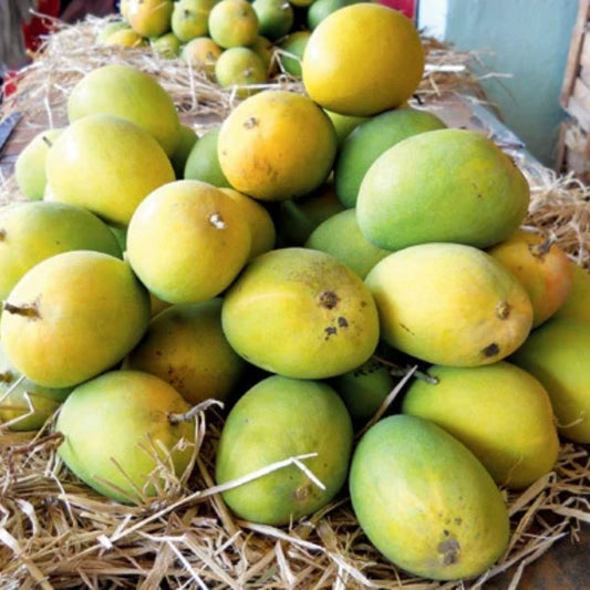 Organic Devagad Alphonso Mango