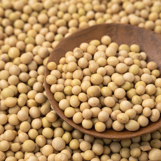 Organic Soybean Seeds