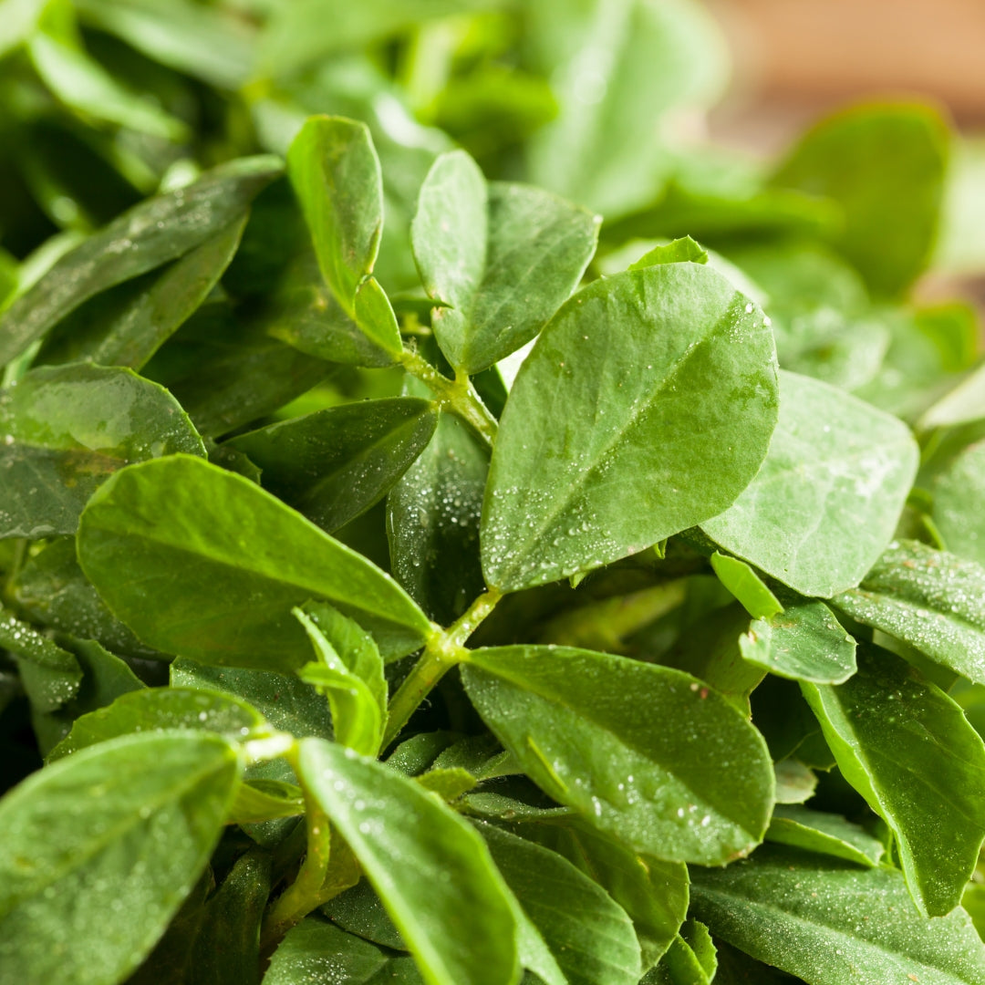 Buy fresh methi online Mumbai - vibrant green fenugreek leaves with dewdrops for healthy dishes