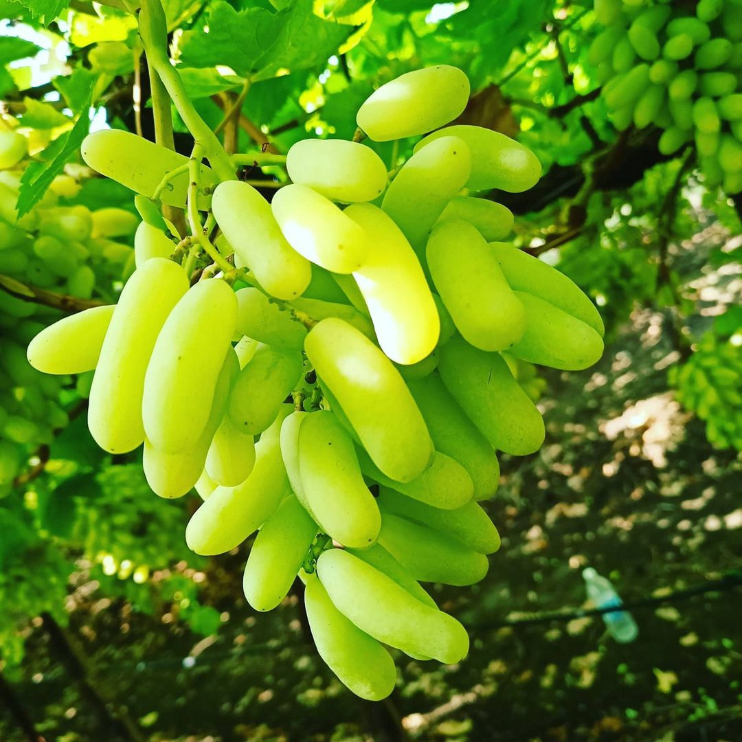 Organic Green Grapes