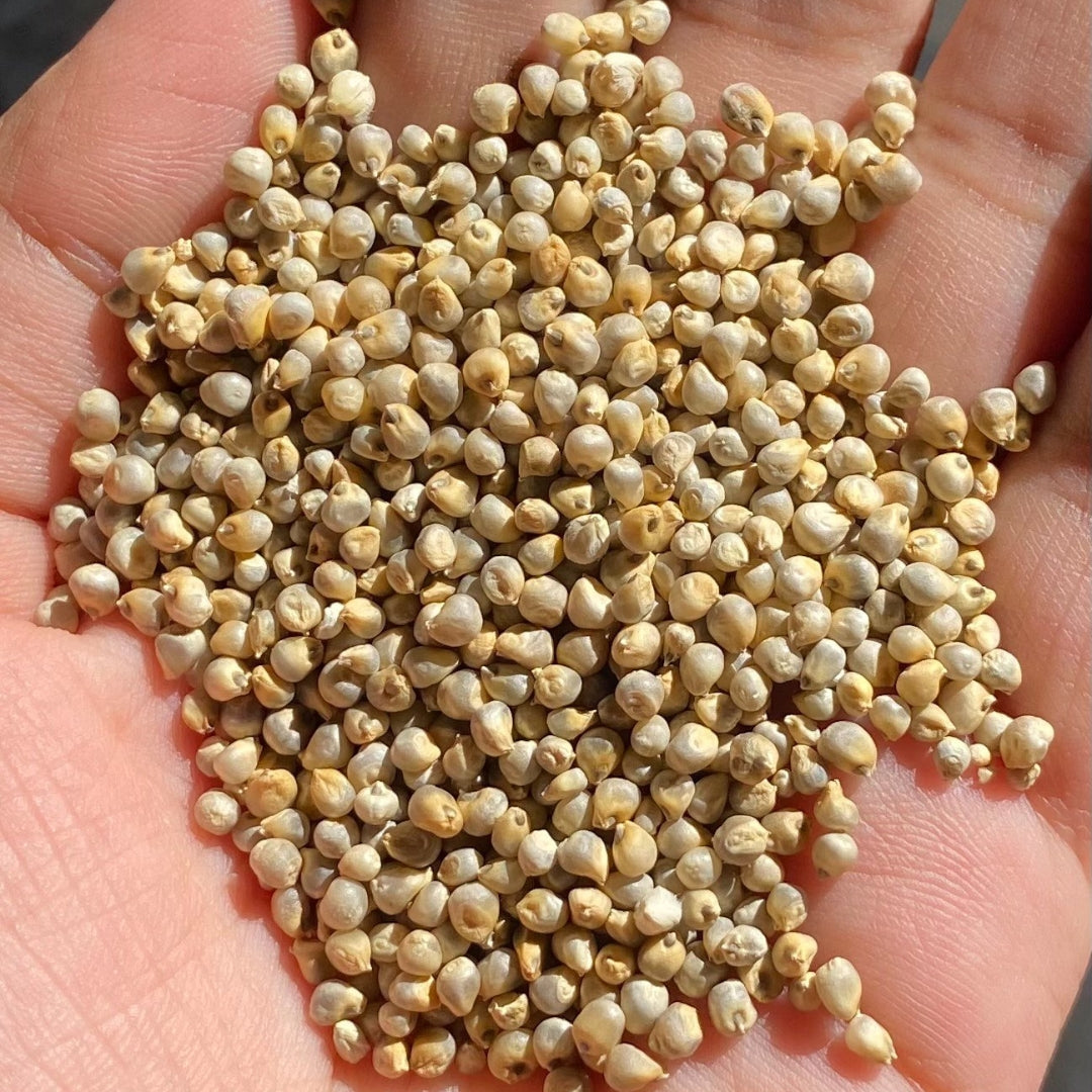 Handful of organic bajari online showcasing small, round grains with beige hues