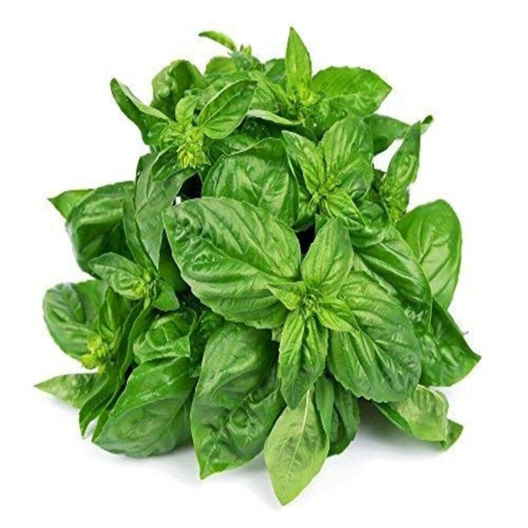 Fresh organic basil leaves bundle from Prakritii Organics for culinary use