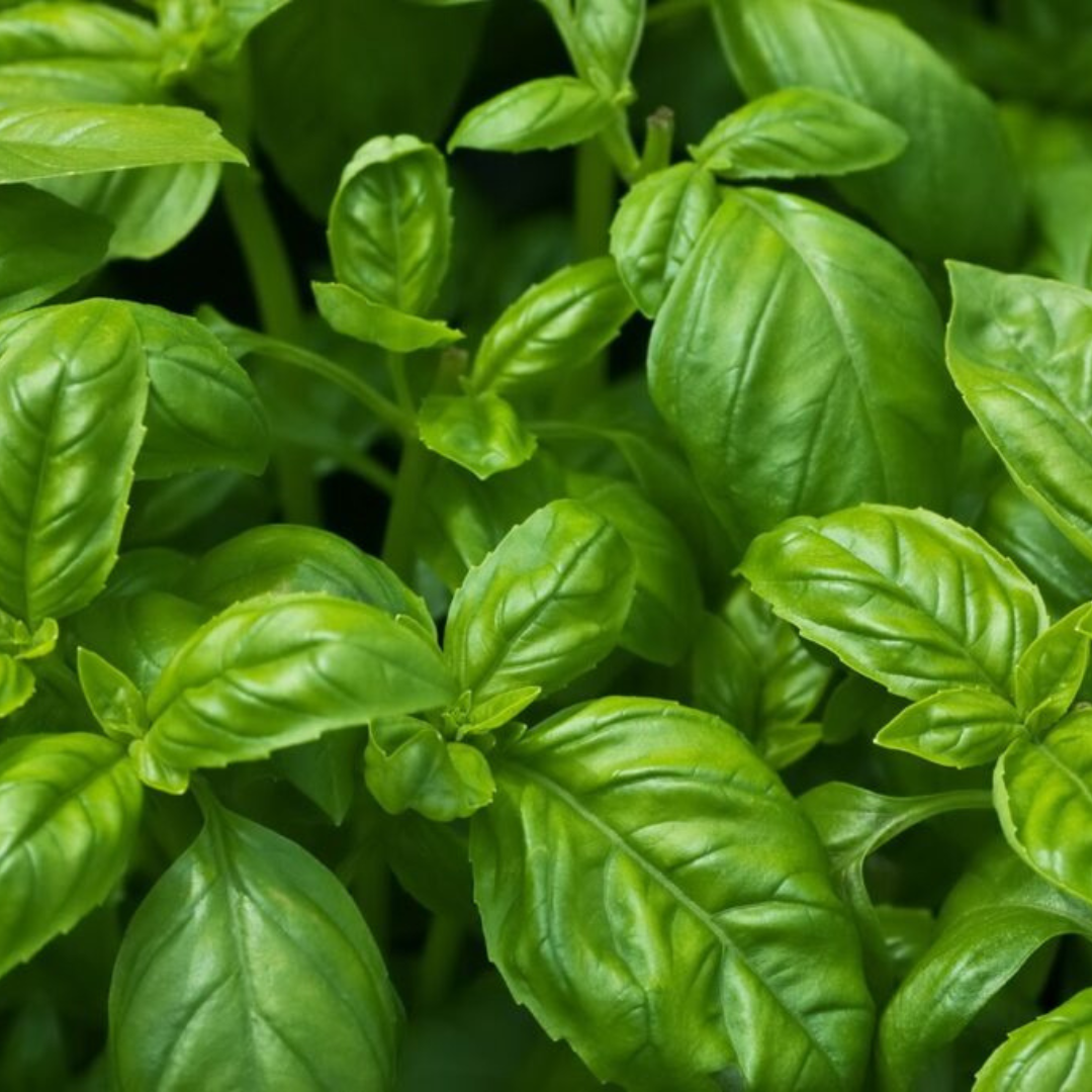 Fresh organic basil leaves from Prakritii Organics, perfect for enhancing culinary dishes