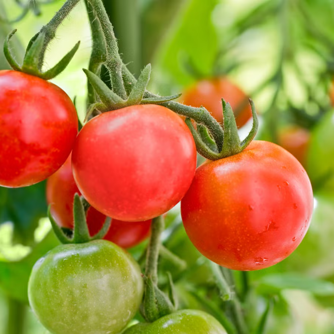 Fresh organic cherry tomatoes Mumbai, ripe and vibrant on the vine, perfect for salads and dishes