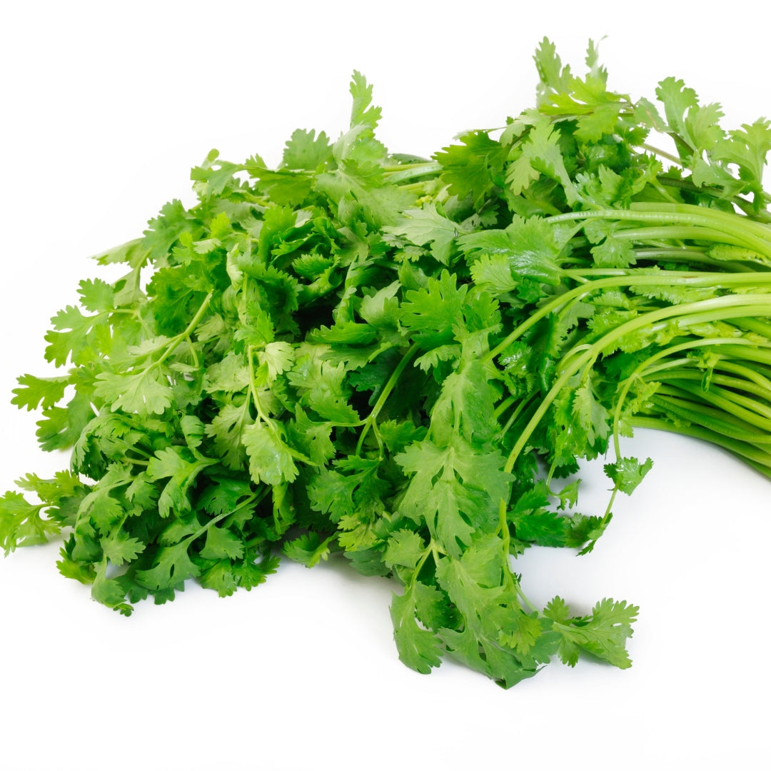 Fresh bunch of organic coriander leaves with vibrant green color for culinary use
