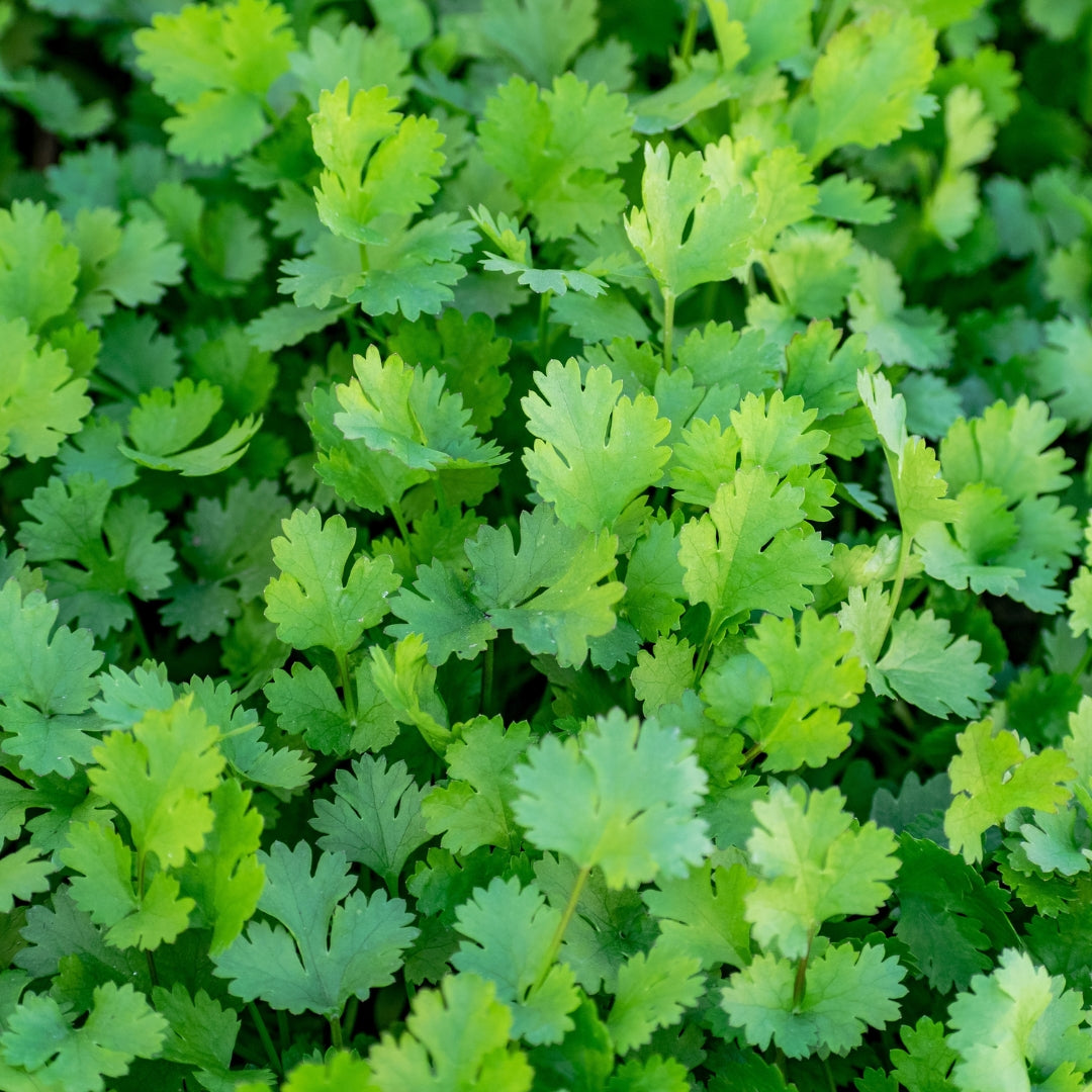 Fresh organic coriander leaves growing in a lush green garden for culinary use