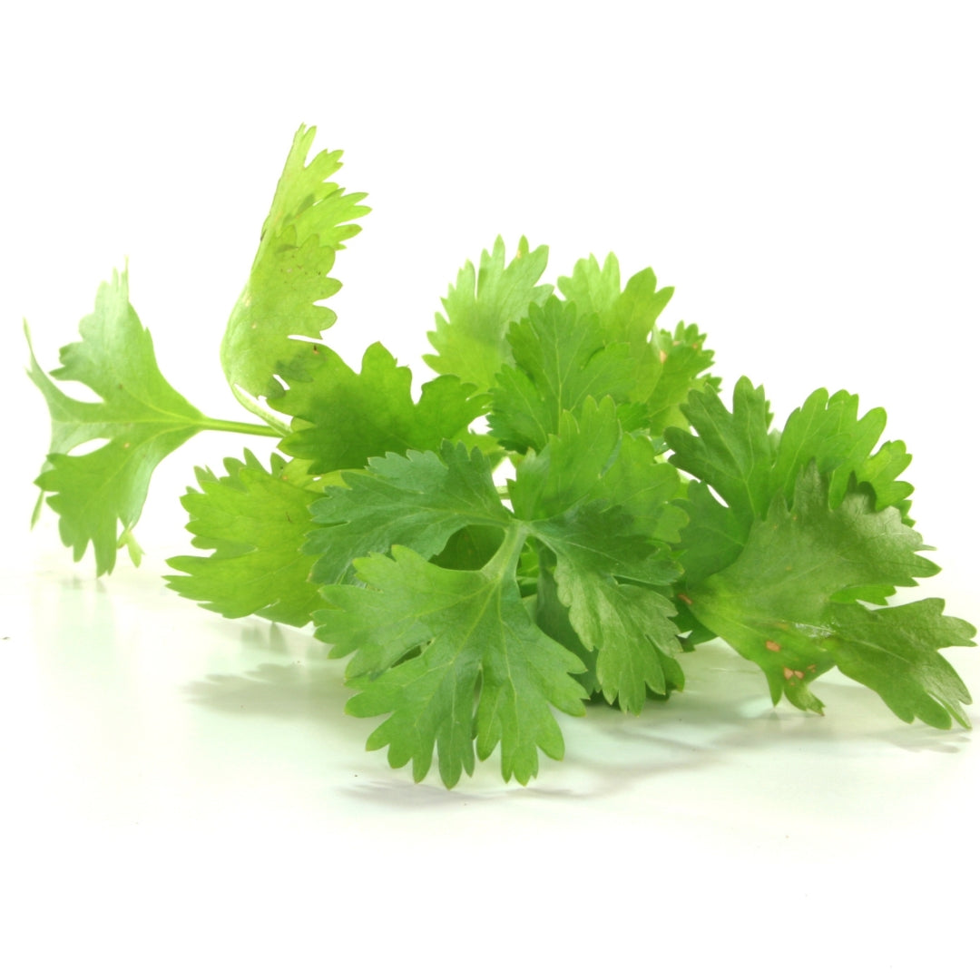 Fresh organic coriander leaves with vibrant green color for flavorful cooking and garnishing