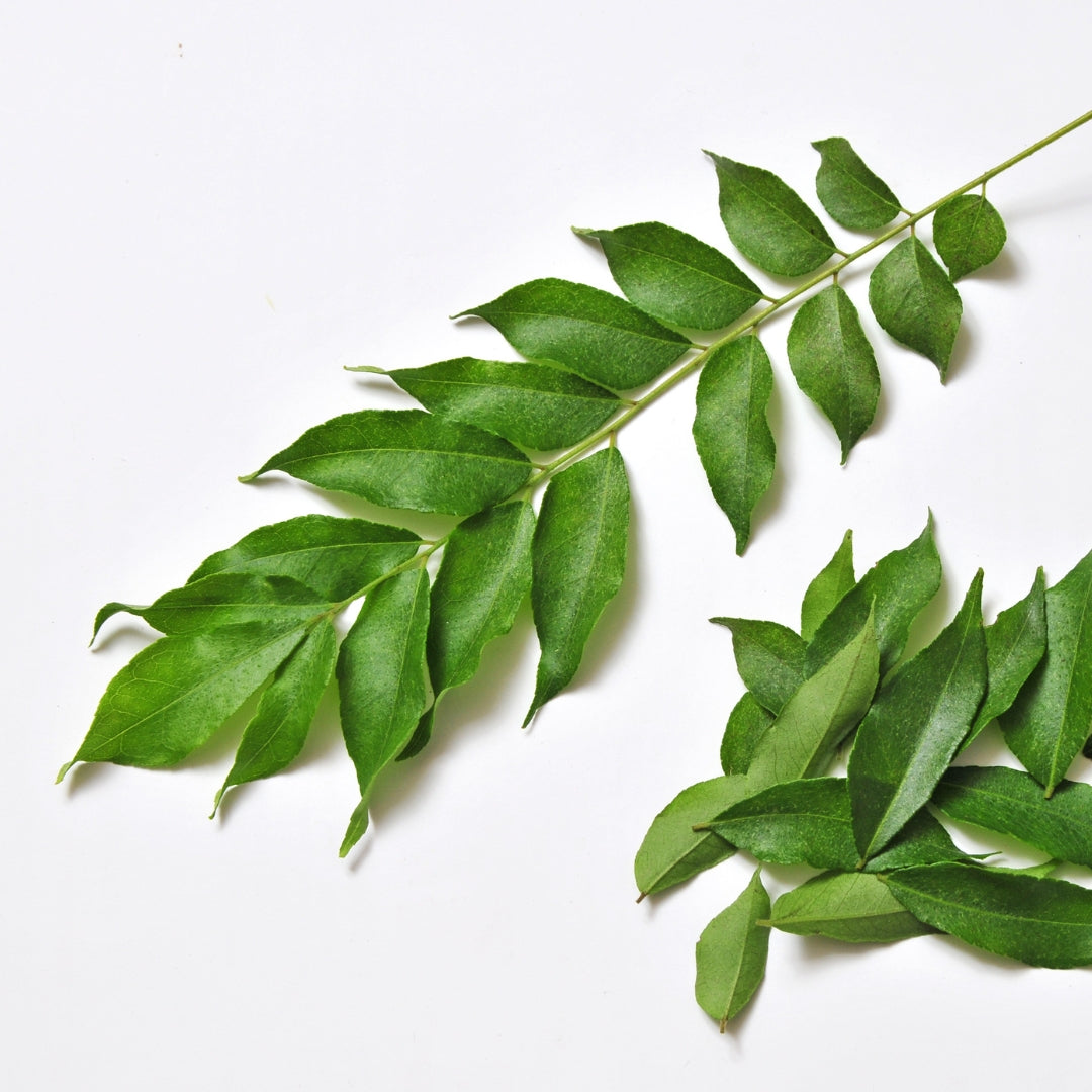 Fresh organic curry leaves on a white background, ideal for enhancing dishes with flavor
