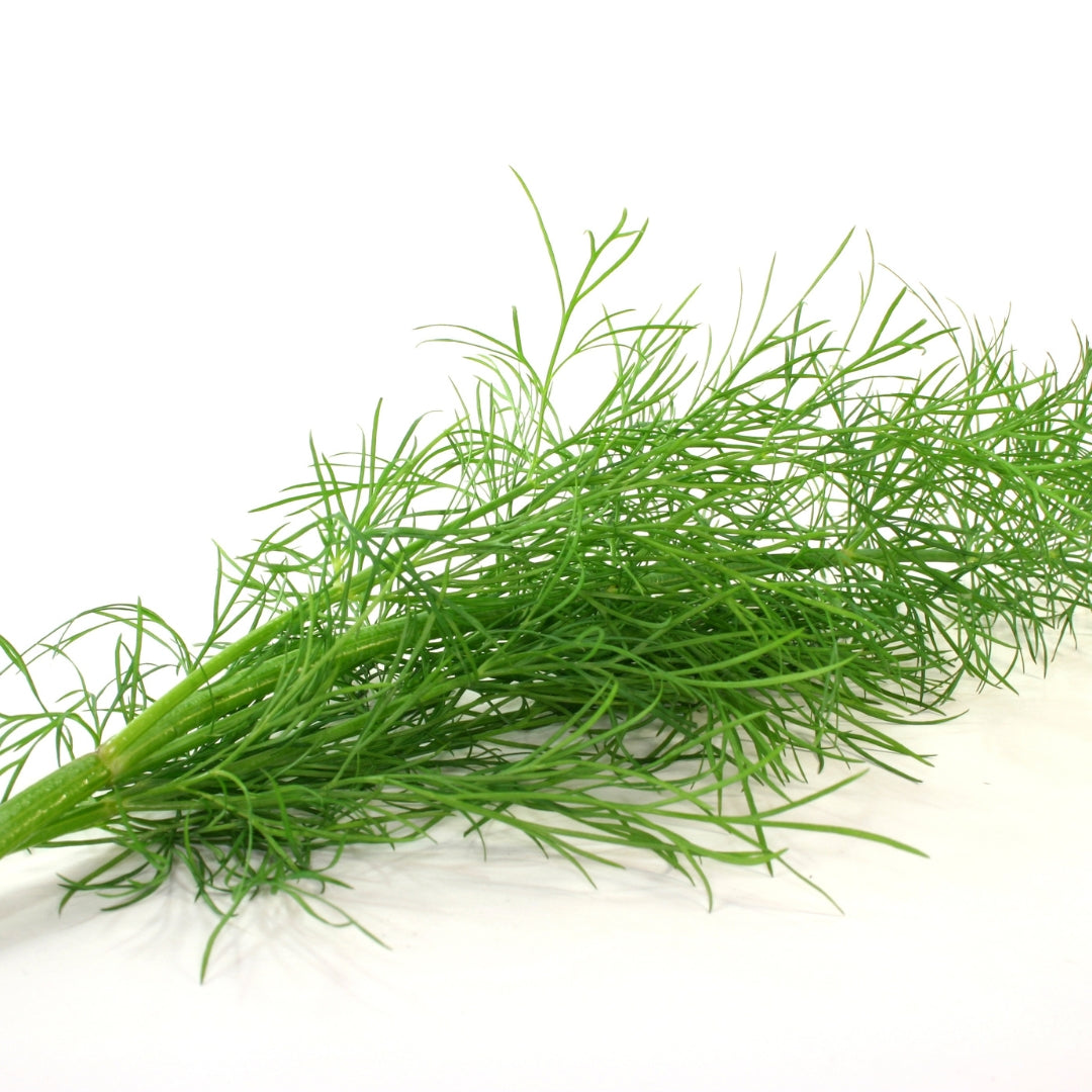 Fresh organic dill leaves from My Store, perfect for enhancing your dishes with flavor