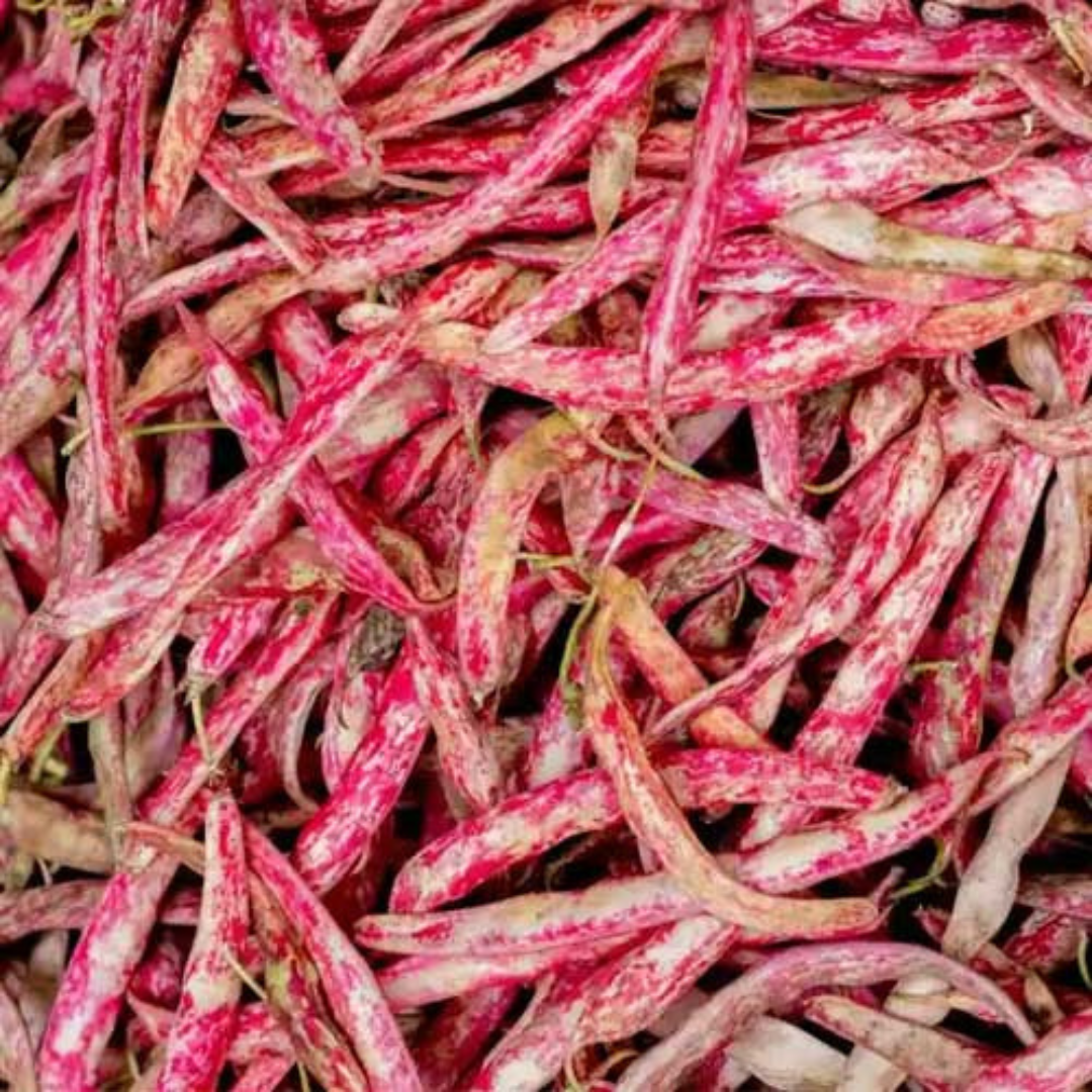 Organic fresh kidney beans in vibrant red and pink pods ready for cooking and healthy meals