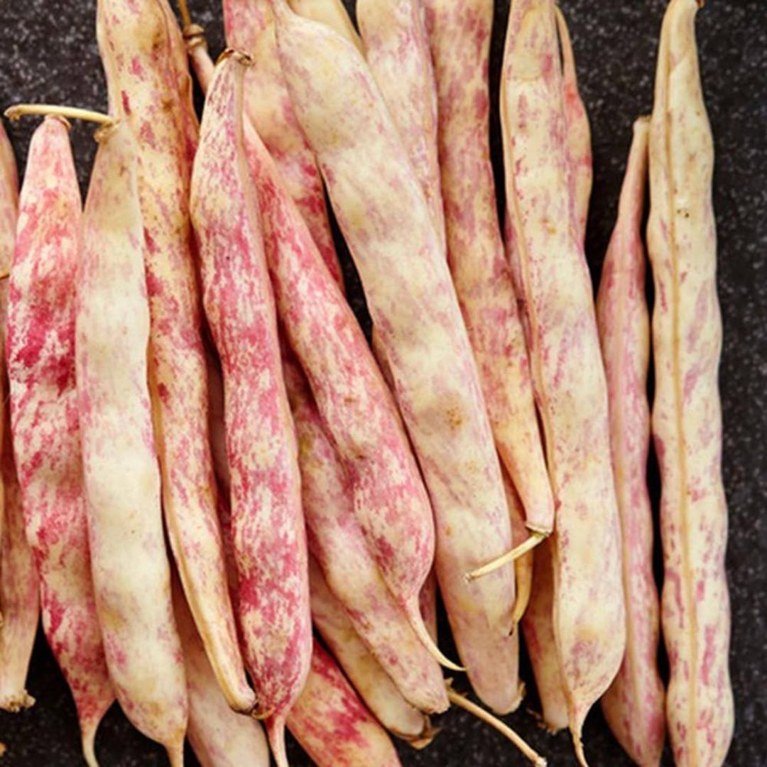 Organic fresh kidney beans in vibrant colors, perfect for healthy meals and recipes