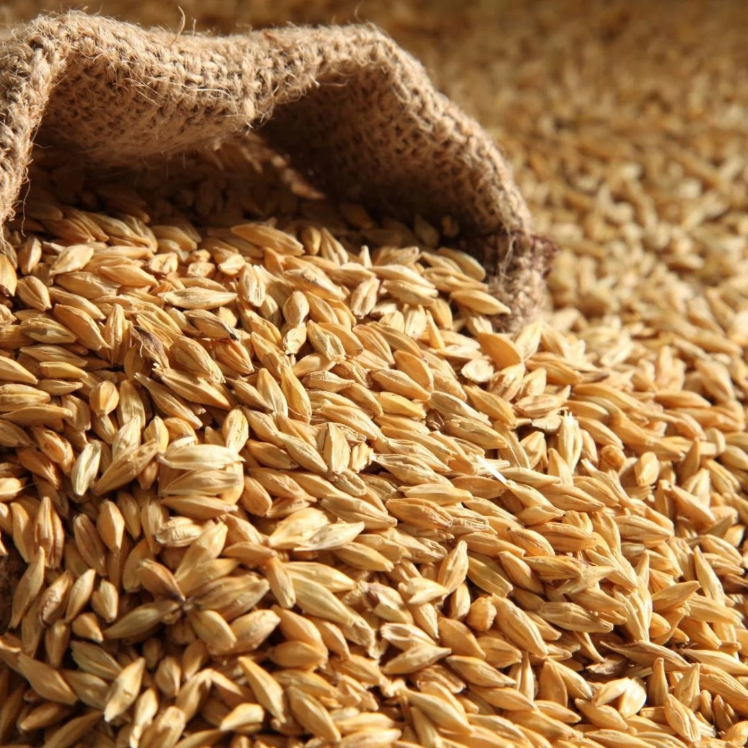 Organic khapali ghau grains spilling from a jute sack, showcasing their natural golden color