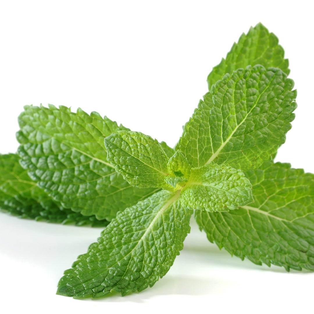Fresh organic mint leaves arranged on a white background from My Store