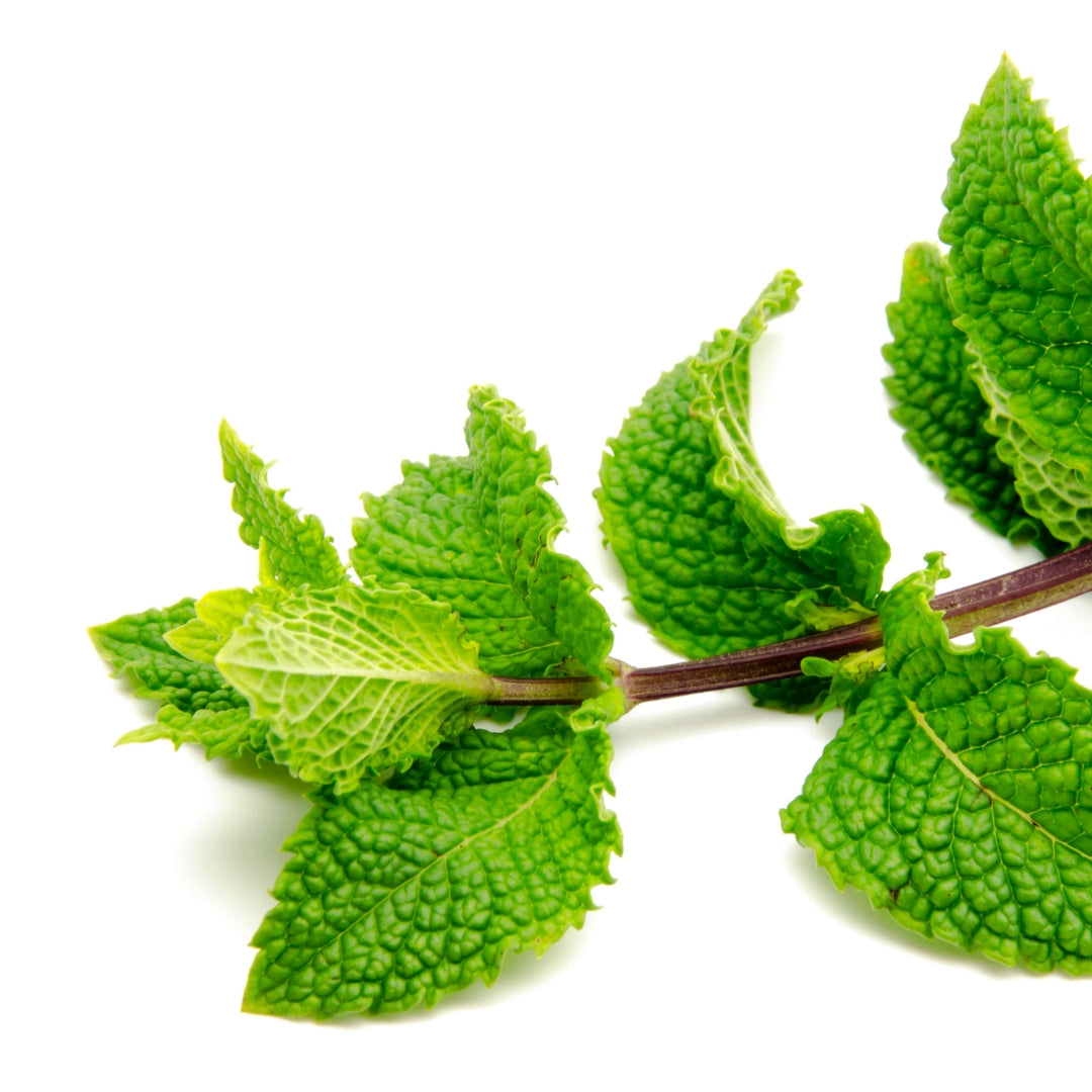 Fresh organic mint leaves with vibrant green color for cooking and garnishing dishes