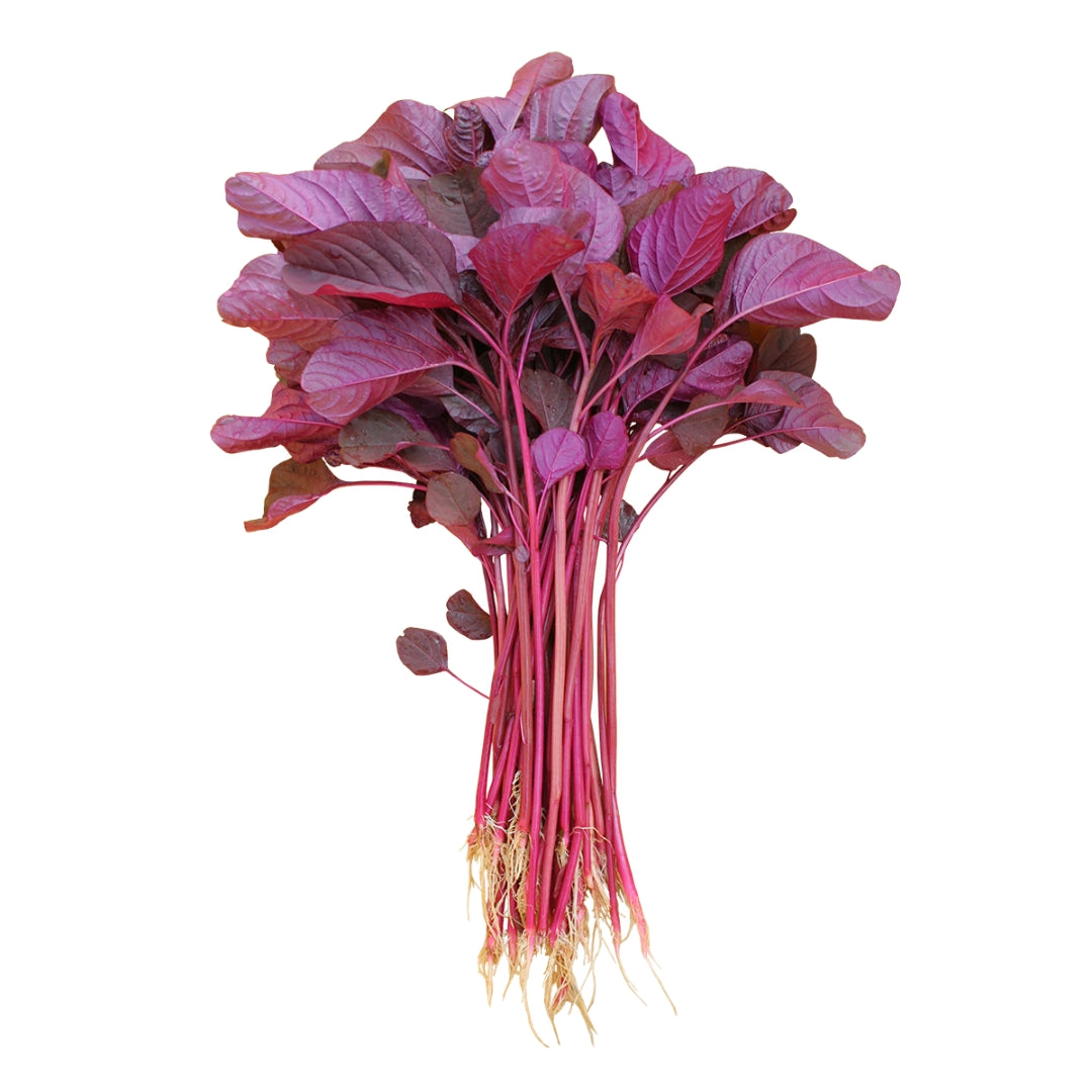 Fresh organic red amaranthus with vibrant red leaves and healthy stems for salads and cooking