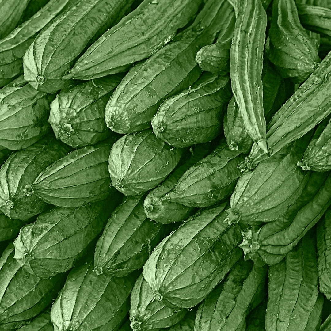 Fresh organic ridge gourd stacked neatly, perfect for healthy cooking and recipes