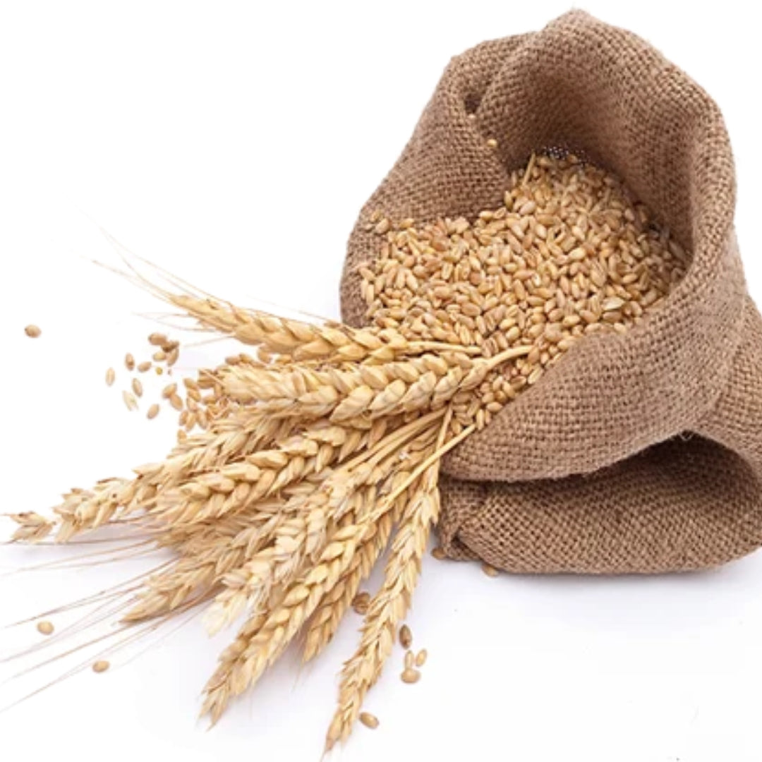 My Store Organic Sivor Wheat in a natural jute sack showcasing healthy grains