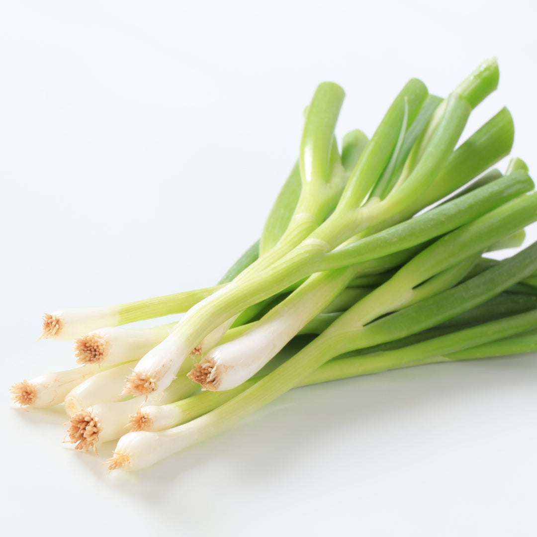 Fresh organic spring onion bundle with bright green tops and white bulbs for healthy cooking
